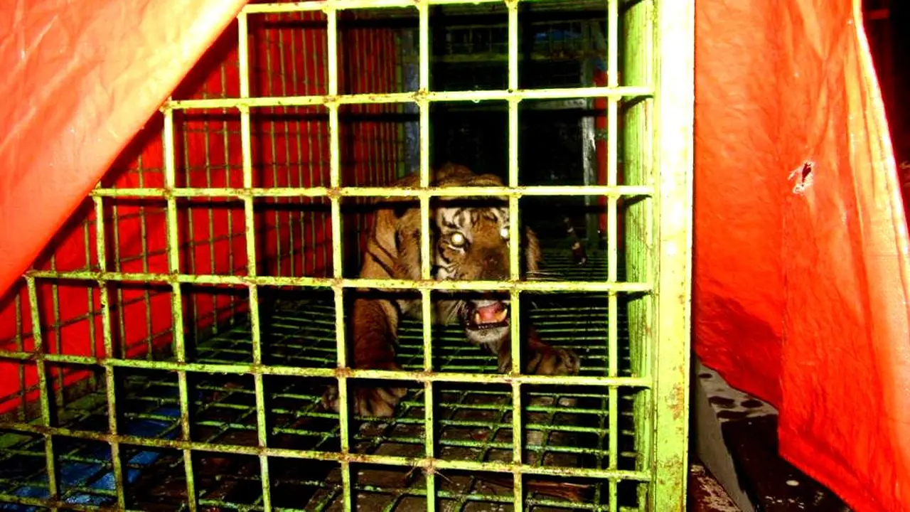 Harimau Sumatra Tinggal Belasan MUI Keluarkan Fatwa Haram