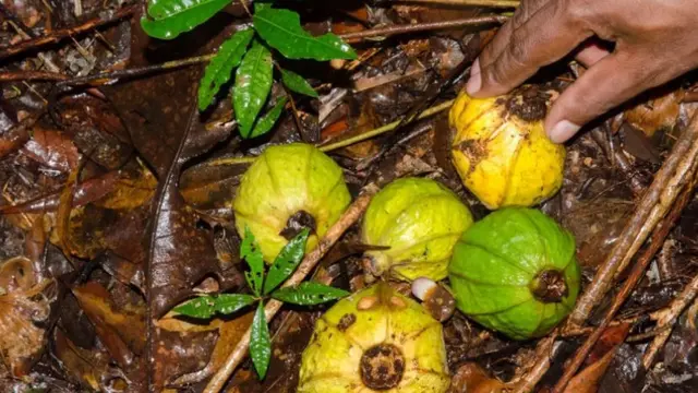 Buah rasa pisang dari Papua Nugini