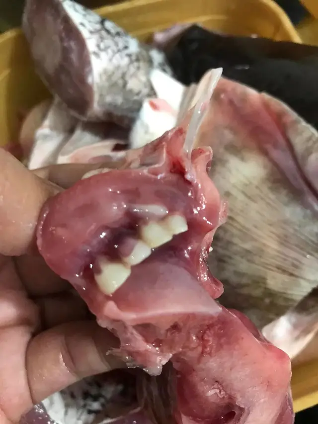 ikan dengan gigi yang menyerupai manusia