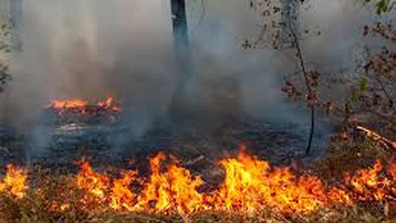 Ilustrasi kebakaran lahan dn hutan (Istimewa)