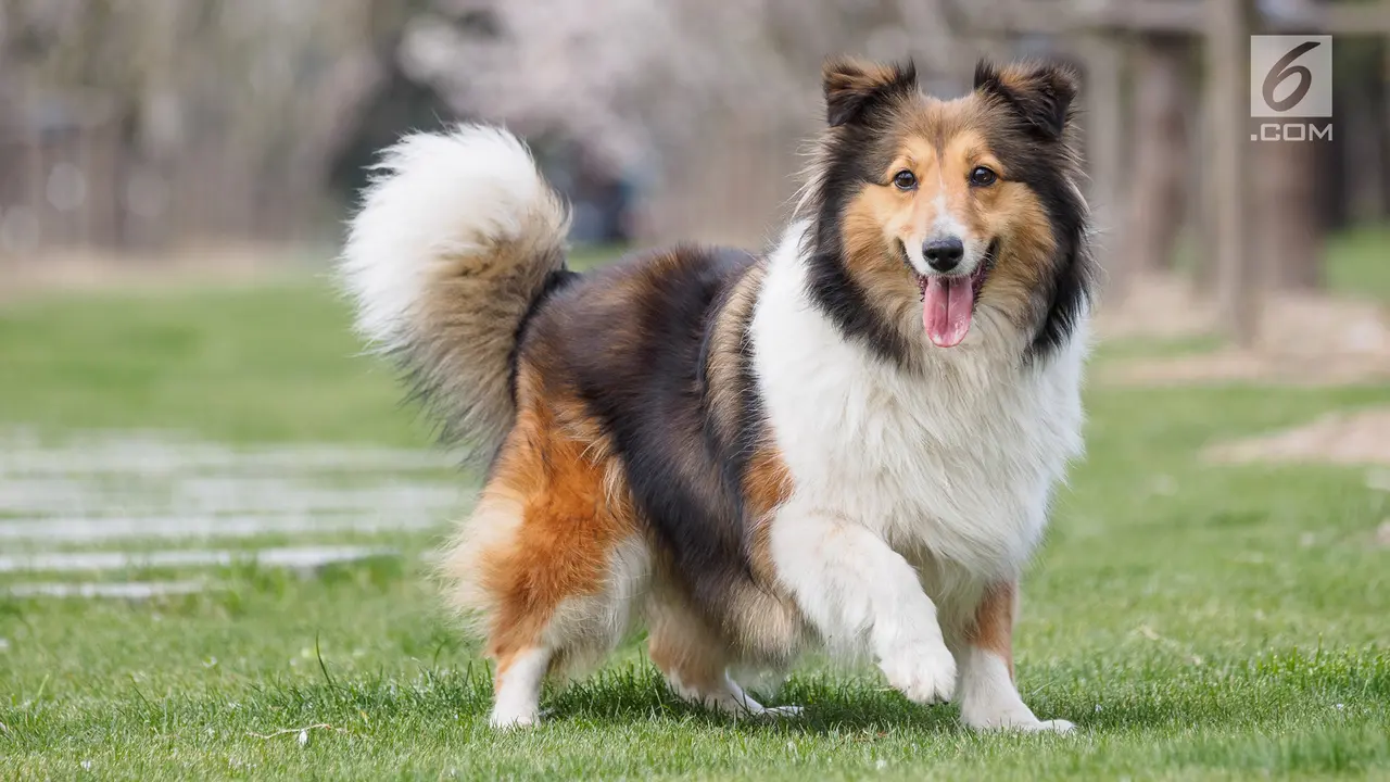 Anjing Jenis Shetland Sheepdog