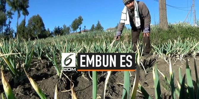 VIDEO: Embun Es Rusak Tanaman Warga di Probolinggo