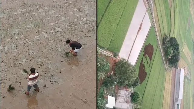 Bak Tanbo Art Jepang, Bapak Ini Viral Usai Bikin Lukisan Pahlawan di Sawah