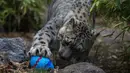 Kebun binatang ini telah memberi beberapa hewannya telur Paskah burung unta yang dicat dengan cat tempera yang tidak beracun dan diisi dengan makanan khusus untuk setiap spesies. (AP Photo/Esteban Felix)