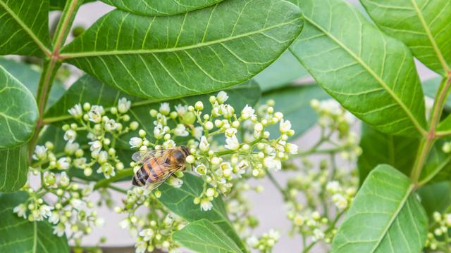 Ilustrasi pohon pulai