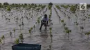Sejak tahun 2023 lalu, PT. Kilang Pertamina Internasional Project Balongan telah menanam 110 ribu bibit mangrove di area seluas 10 hektar. (Liputan6.com/Angga Yuniar)