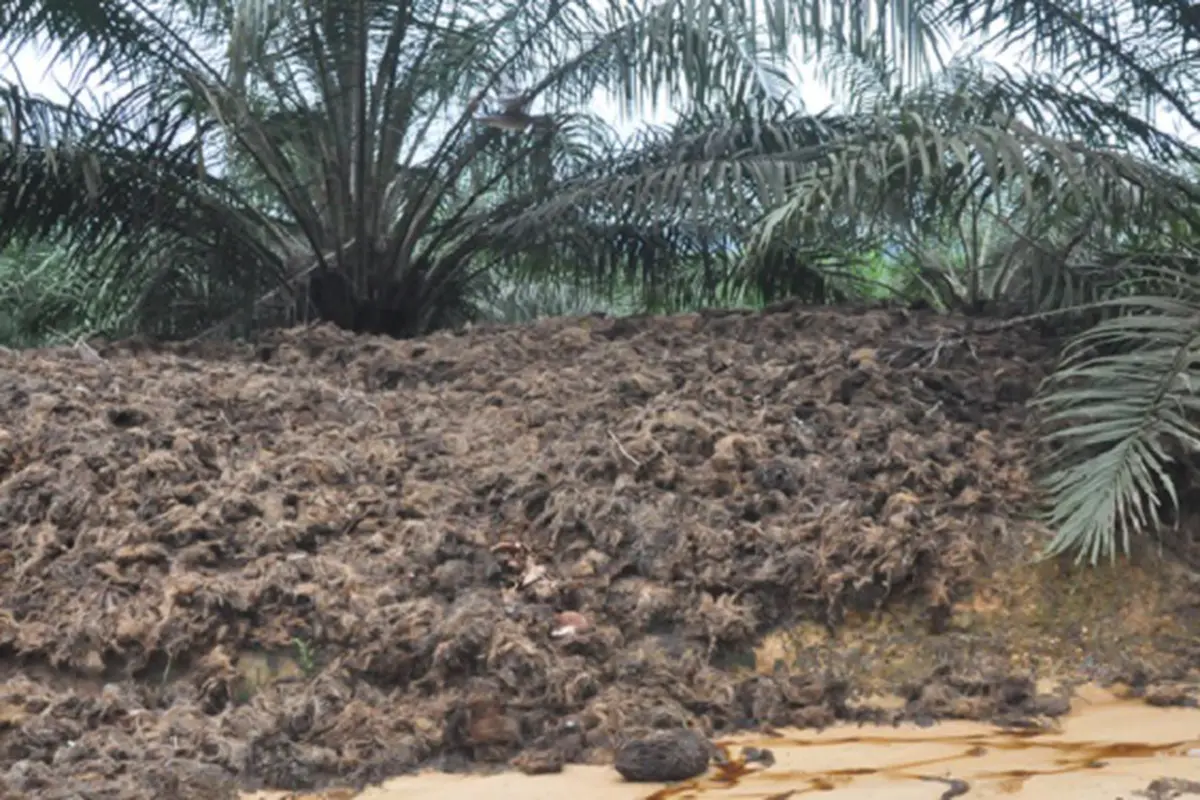 Kelapa Sawit
