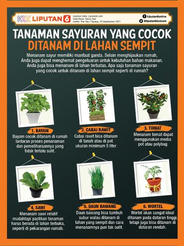 Infografis Tanaman Sayuran yang Cocok Ditanam di Lahan Sempit