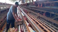 Peternakan ayam petelur milik Muhammad Yasin di Wonokoyo, Kota Malang, Jawa Timur. Kenaikan harga pakan dan afkir dini ayam ras jadi pemicu kenaikan harga telur (Liputan6.com/Zainul Arifin)