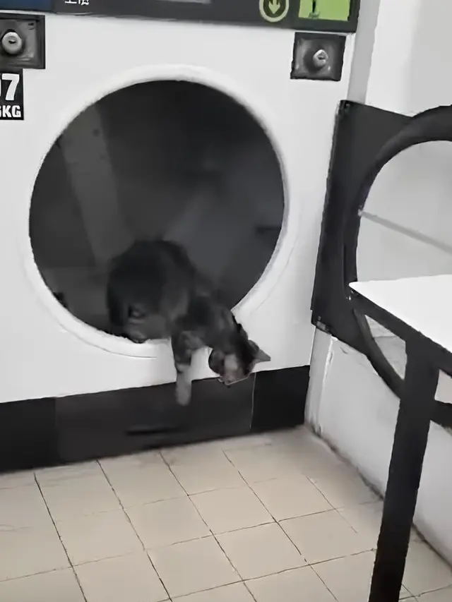 Kucing Selamat dari Kecelakaan