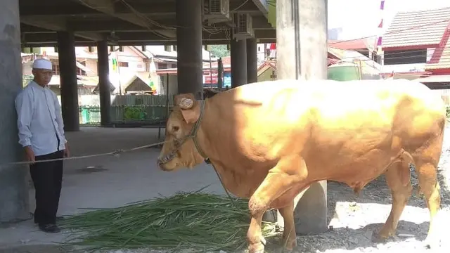 Sapi Jokowi