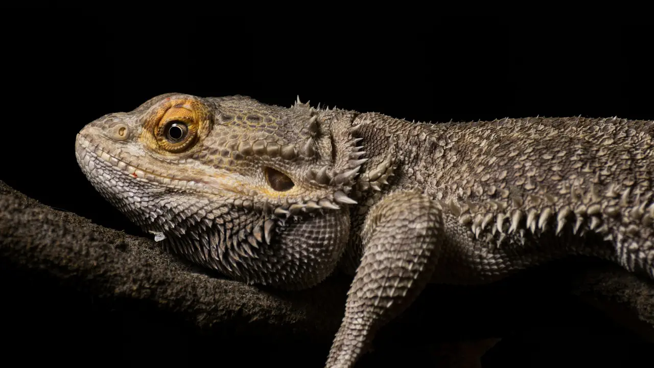 Bearded Dragon