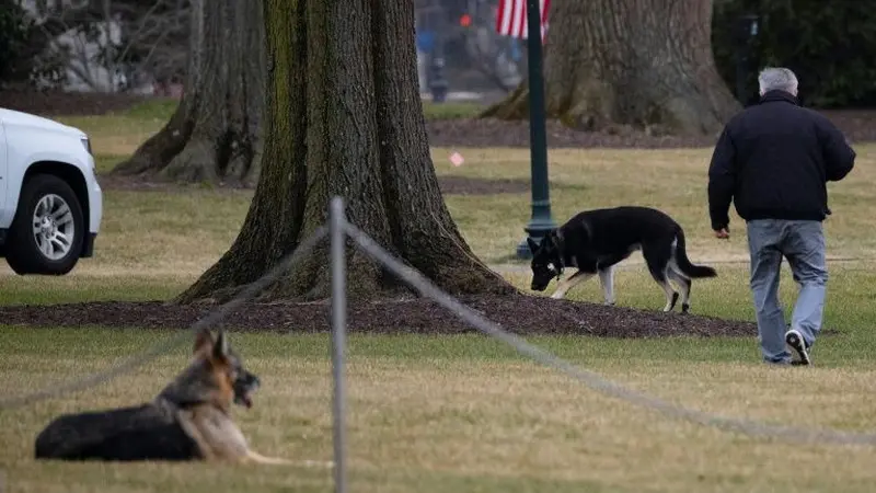 Dua anjing milik Presiden Amerika Serikat (AS) Joe Biden, Champ dan Major, saat berada di Sayap Selatan Gedung Putih, Washington D.C pada 25 Januari 2021. (Photo credit: JIM WATSON/AFP)