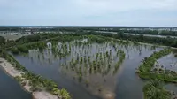 Targetkan 31.380 Hektar, BRGM Gencarkan Program Rehabilitasi Mangrove M4CR di Kaltara