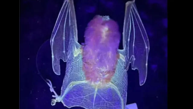 Kelelawar menyala dalam gelap yang disinari dengan ultraviolet. Credit: Curtin University di Perth, Australia