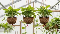 Cara Membuat Kebun Ubi Gantung agar Panen Banyak di Lahan Sempit, Panduan Lengkap Urban Farming
