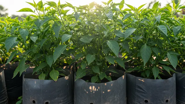 Kenapa Cabai di Polybag Hanya Rimbun Daun Tapi Tidak Berbuah? Ini 5 ‘Dosa Tanam’ yang Sering Dilakukan