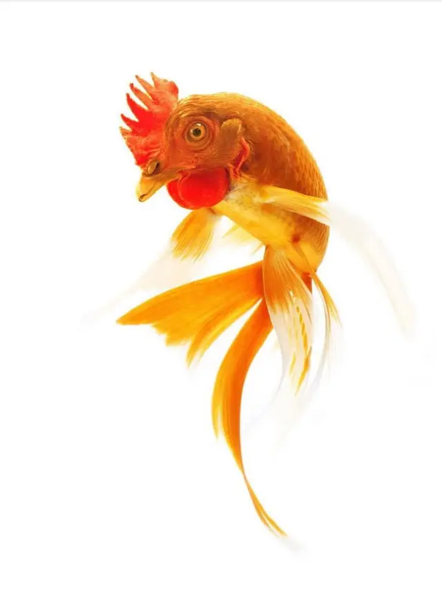 6 Editan Foto Ikan Berwajah Hewan Darat Ini Absurd Banget, Kocak