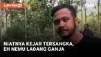 Polda Banten Temukan 3 Hektar Ladang Ganja di Aceh
