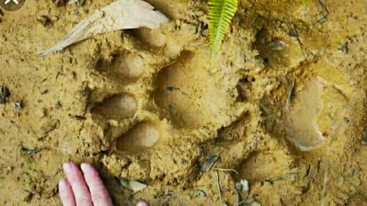 Jejak harimau sumatra yang pernah ditemukan masyarakat Riau di perkebunan.