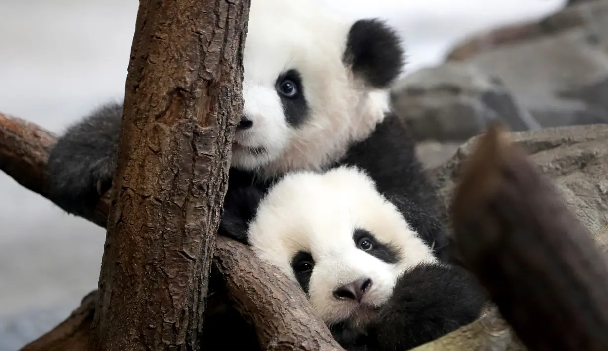 Panda kembar Meng Yuan dan Meng Xiang menjelajahi kandang mereka di Berlin Zoo, Berlin, Jerman, Rabu (29/1/2020). Meng Yuan dan Meng Xiang siap debut resmi mereka kepada publik pada hari Kamis. (AP Photo/Michael Sohn)