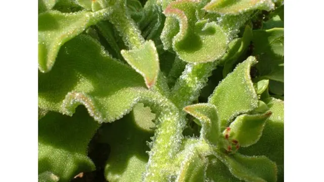 Ilustrasi ice lettuce (sumber: https://www.healthbenefitstimes.com/)