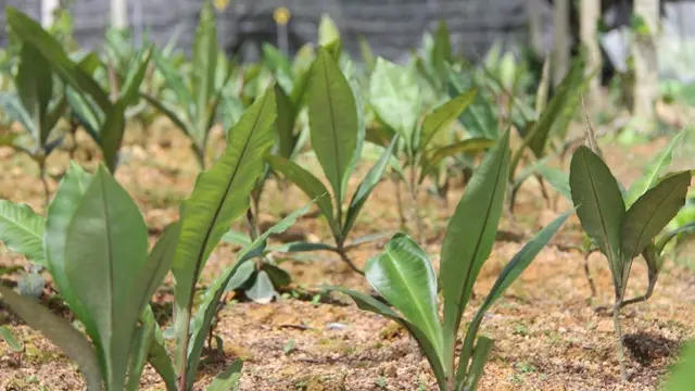 Mengenal Rumput Fatimah, Lengkap dengan Manfaatnya bagi Kesehatan