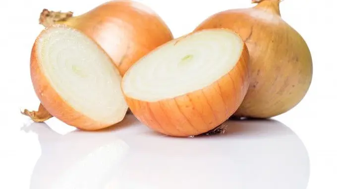 Ilustrasi bawang bombay