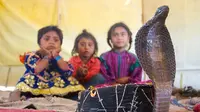 Suku Vadi di India Wajibkan Balita Berani Pegang Ular Kobra (Sumber: Barcroft Media)