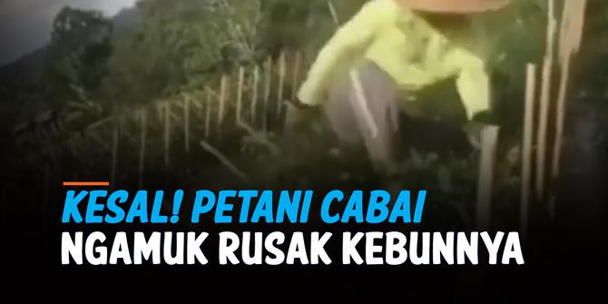 VIDEO: Viral Petani Cabai Rusak Kebunnya diduga Kesal Harga Cabai Turun