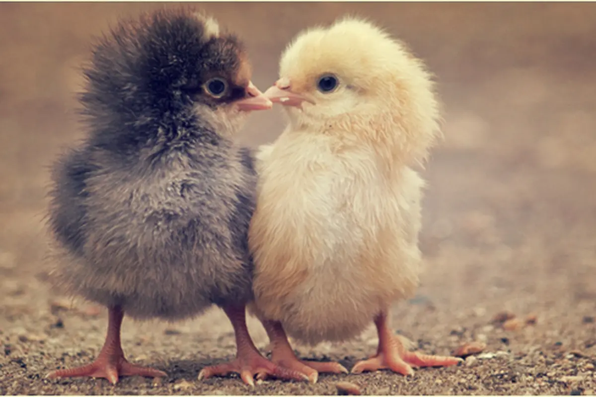 Courtesy ShutterStock.com