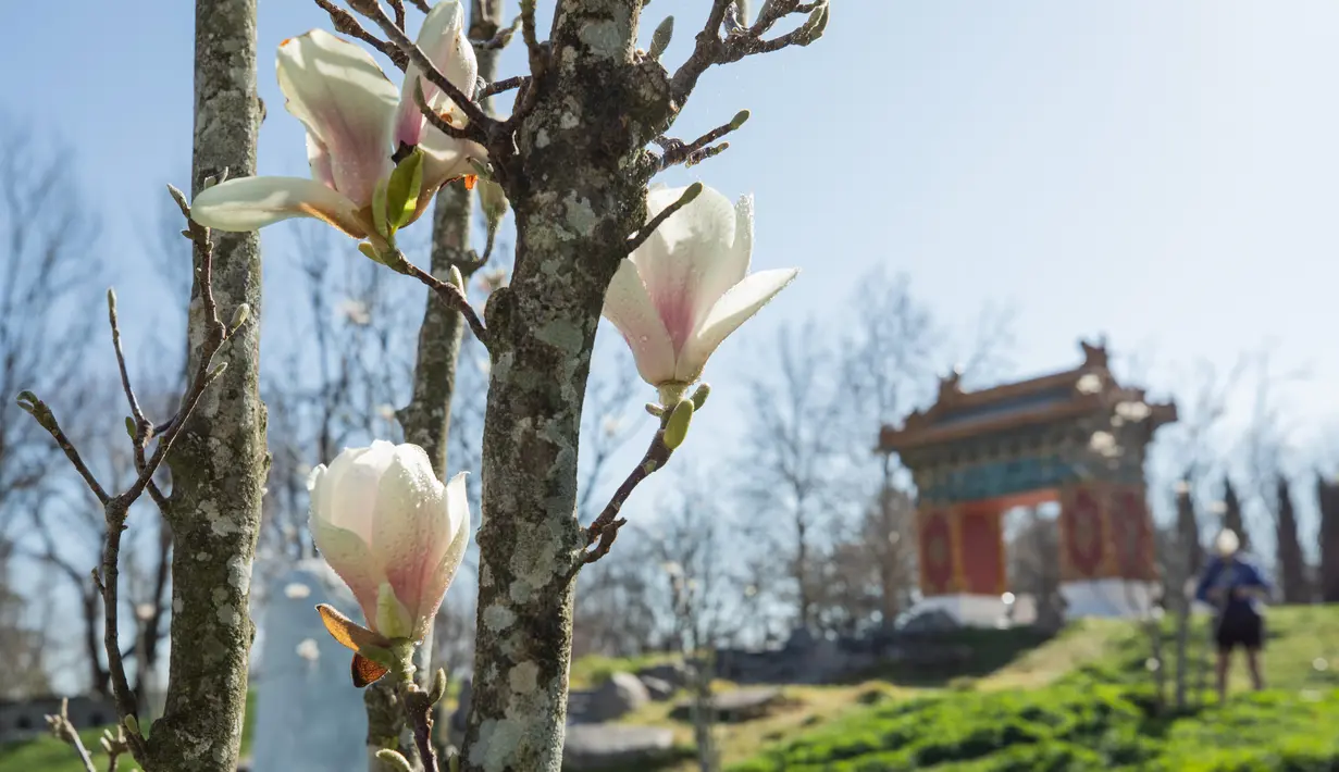 Bunga magnolia terlihat di Beijing Garden di dekat Danau Burley Griffin, Canberra, Australia (7/9/2020). Canberra, ibu kota Australia, memasuki musim semi pada September. (Xinhua/Chu Chen)