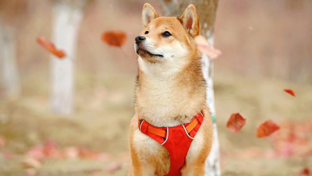Shiba Inu
