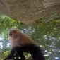 Sekawanan monyet nakal berjenis capuchin yang menghuni Manuel Antonia National Park, Costa Rica mencuri kamera GoPro yang menempel di pohon