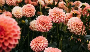 7 Cara Merawat Dahlia agar Rajin Berbunga, Jangan Sampai Salah Menyiram