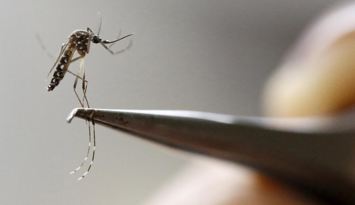 Nyamuk Aedes Aegypti nyamuk terlihat di laboratorium dari Pelatihan dan Penelitian Medis Training Center International (CIDEIM) di Cali, Kolombia (2/2/2016). Nyamuk ini membawa virus Zika yang mengancam kesehatan janin. (REUTERS/Jaime Saldarriaga)
