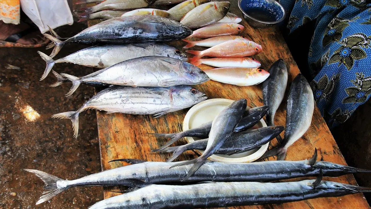 Ilustrasi ikan tongkol
