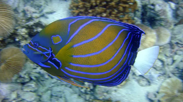 ilustrasi angelfish