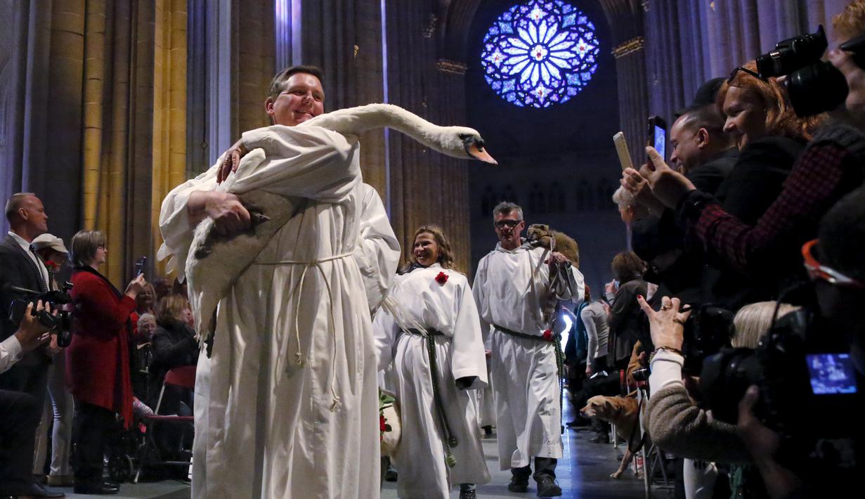Seekor angsa digendong untuk diberi pemberkatan pada 31st annual Feast of Saint Francis di gereja Katredal Santo John the Divine, New York, Minggu (4/10/2015). (REUTERS/Elizabeth Shafiroff)