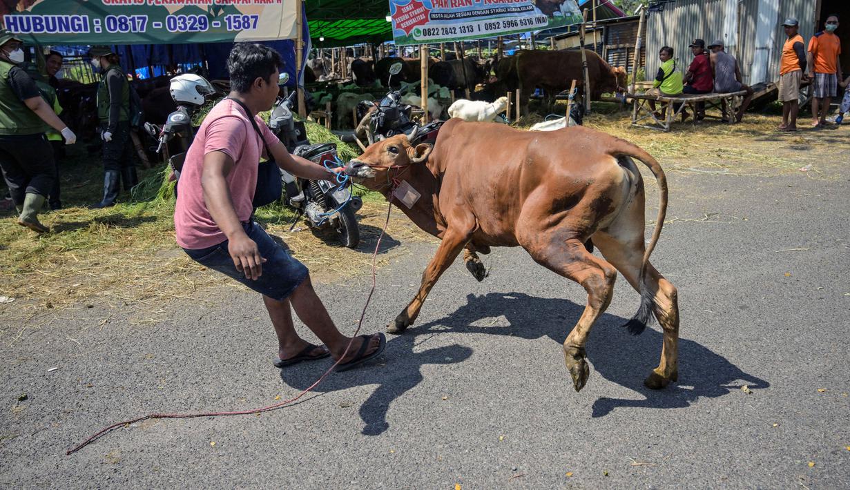 Seorang pedagang ternak menggiring seekor sapi di pasar ternak menjelang Idul Adha atau hari raya kurban bagi umat Muslim, di Surabaya, Jawa Timur, pada Rabu 20 Mei 2026. (JUNI KRISWANTO/AFP)
