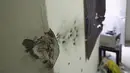 Bekas tembakan tampak disalah satu tembok di rumah persembunyian bandar Narkoba terkenal " El Chapo " Guzman, Sinaloa, Meksiko, (11/1). Petugas kepolisian berhasil menangkap " El Chapo " Guzman dan beberapa anak buahnya. (REUTERS / Edgard Garrido)