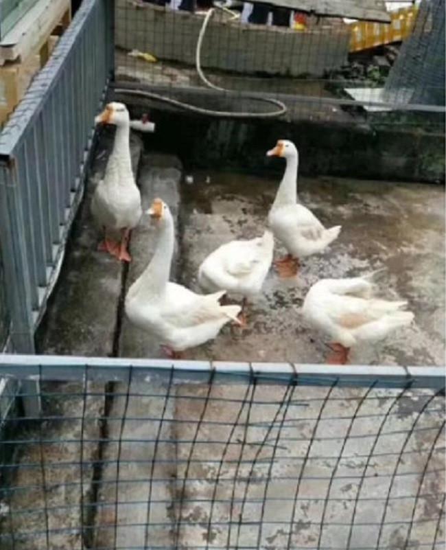 Hewan-hewan yang tersedia di kebun binatang baru. Credits: weixin.qq.com via Shanghaiist