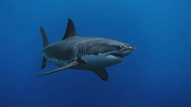 Great White Shark