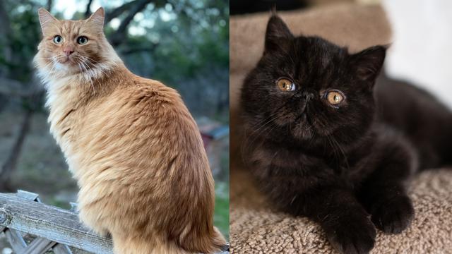 Kucing angora dan persia