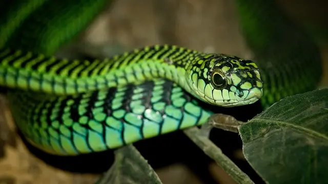 Boomslang