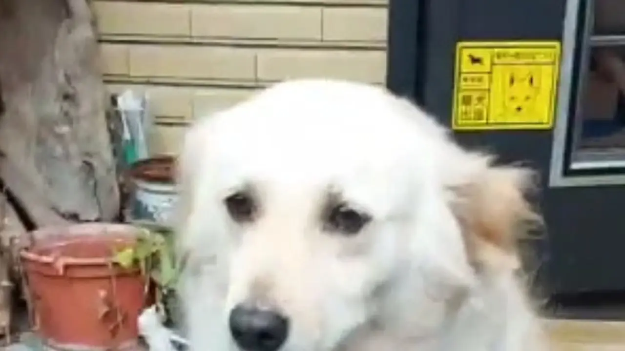 Anjing Ini Pasang Ekspesi Sedih Saat Ditinggal Majikannya Pergi