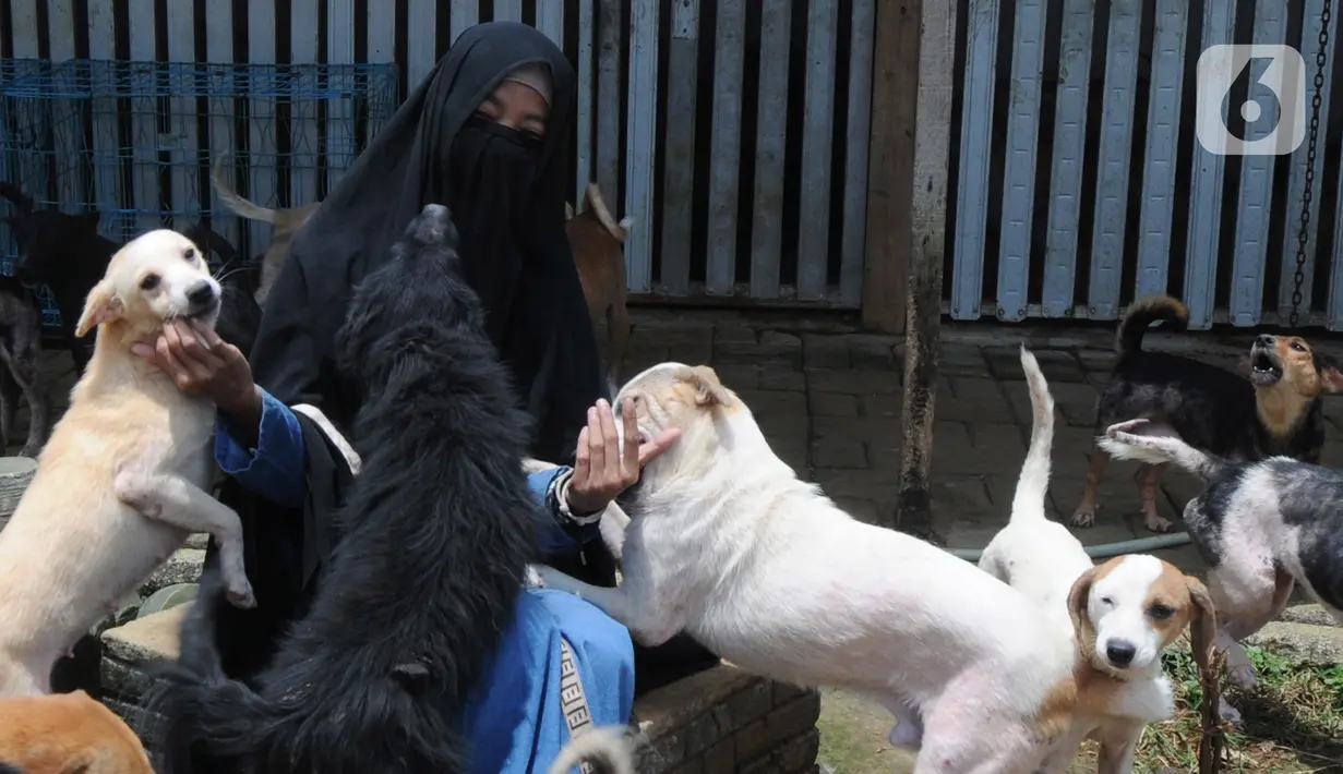 Pecinta hewan Hesti Sutrisno bermain dengan anjing-anjing liar peliharaannya di rumah penampungan sementara Green House, Tenjolaya, Bogor, Jawa Barat, Minggu (14/3/2021). Hesti juga mendapat pendanaan dari beberapa donatur. (merdeka.com/Arie Basuki)