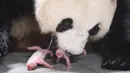<p>Foto selebaran ini diambil pada 7 Juli 2023 dan disediakan pada 12 Juli oleh Everland menunjukkan ibu panda raksasa Ai Bao dan panda kembar betina yang baru lahir di Everland Amusement and Animal Park di Yongin.</p>