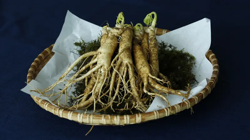 Ilustrasi ginseng