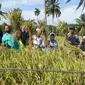 Kementerian Pertanian menggenjot produktivitas padi di Tanah Air untuk memenuhi kebutuhan pangan.